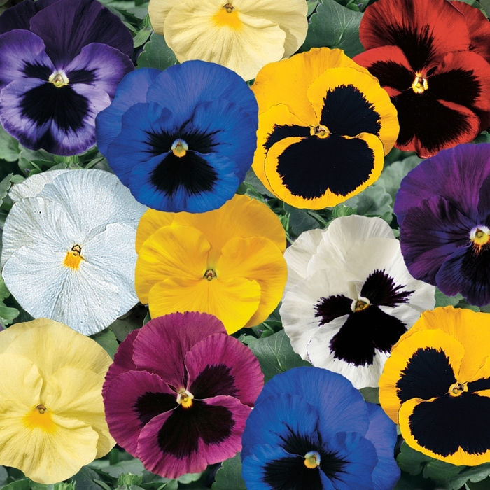 Delta Premium Mix - Pansy from Bloomfield Garden Center