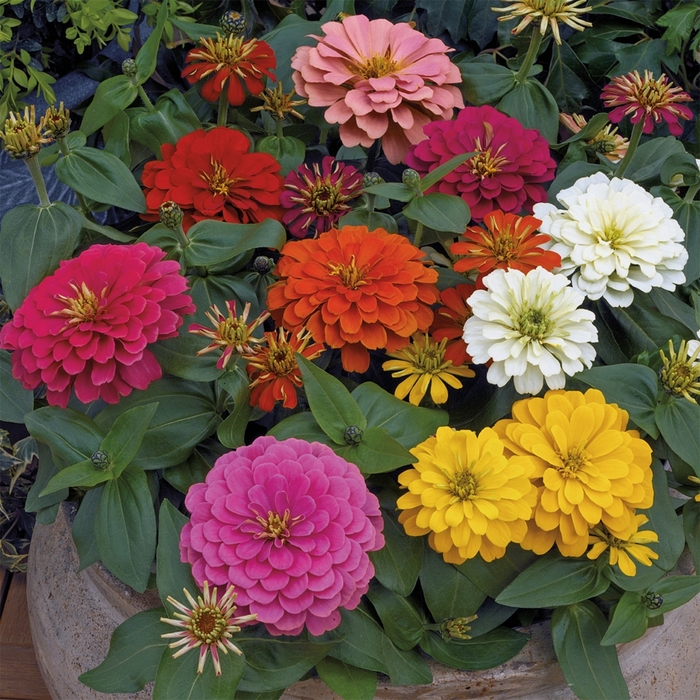 Magellan Mix - Zinnia from Bloomfield Garden Center