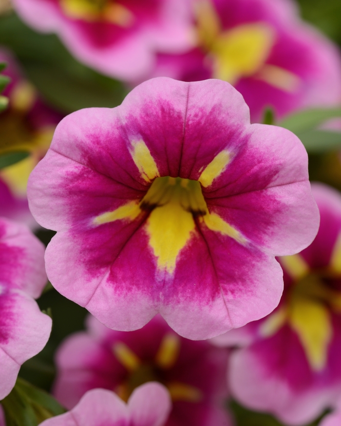 Bumble Bee™ Pink - Calibrachoa hybrida from Bloomfield Garden Center