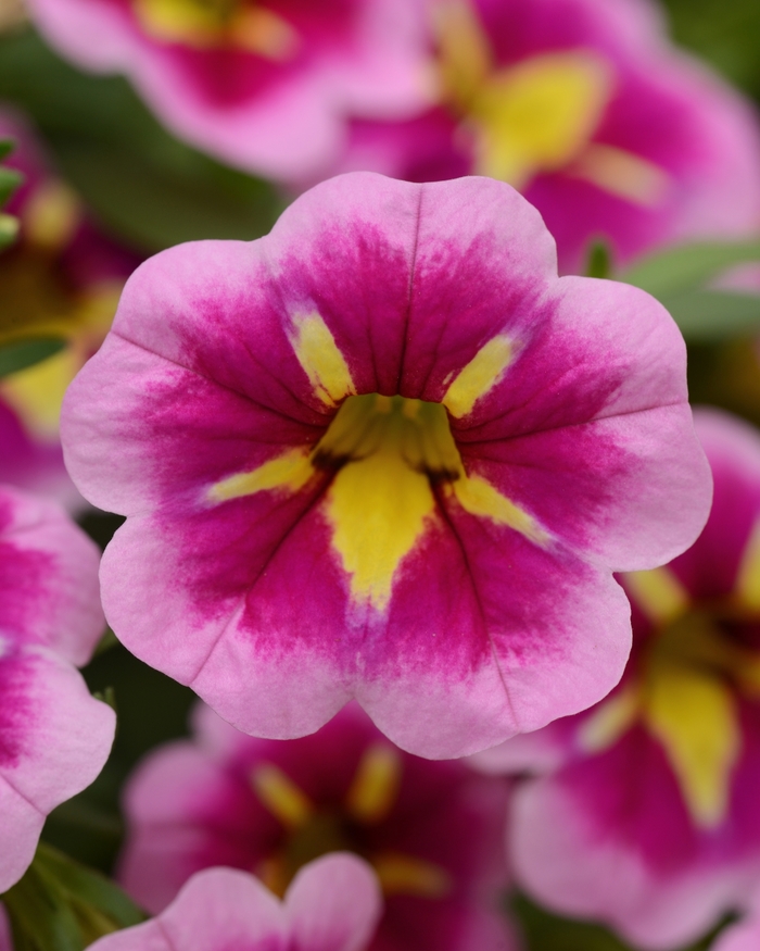 Bumble Bee™ Pink - Calibrachoa hybrida from Bloomfield Garden Center Bumble Bee™ Pink - Calibrachoa hybrida from Bloomfield Garden Center