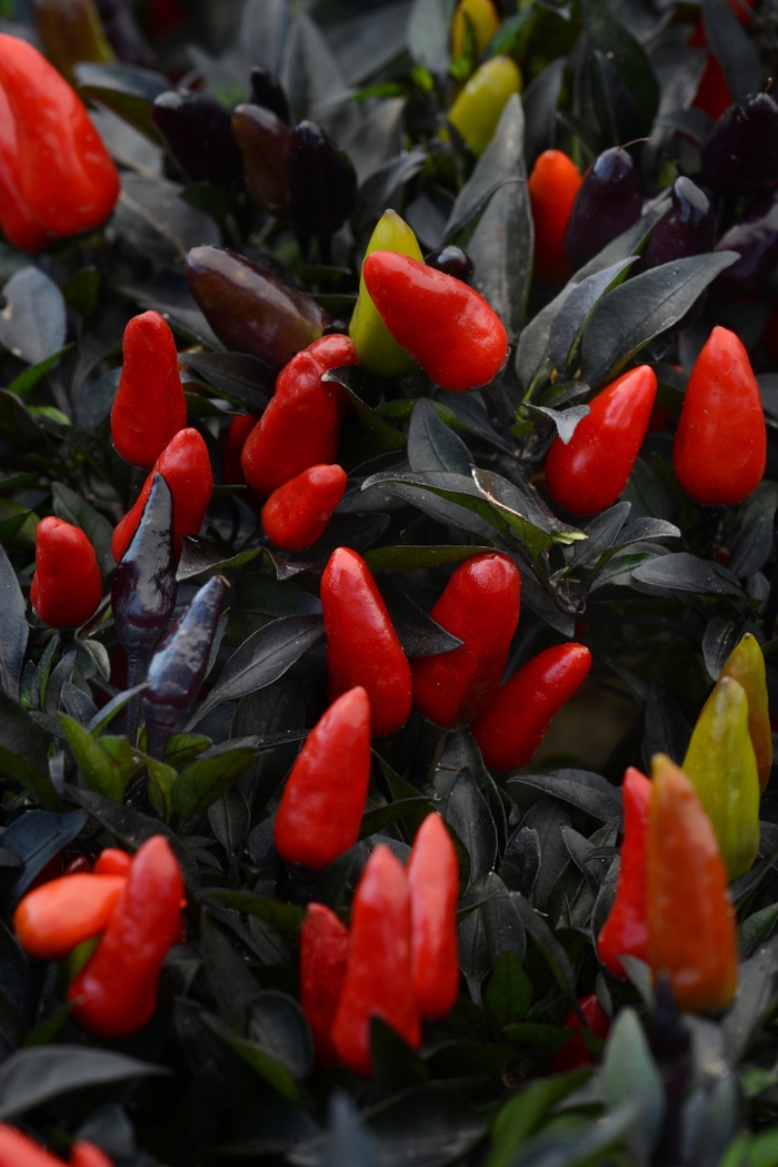 Pepper Hot Midnight Fire Bloomfield Garden Center