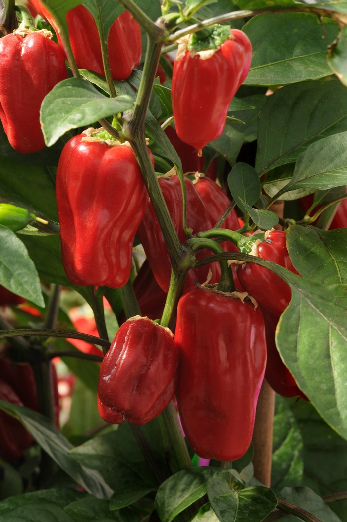 Pepper Hot Bell Sweet Heat Bloomfield Garden Center