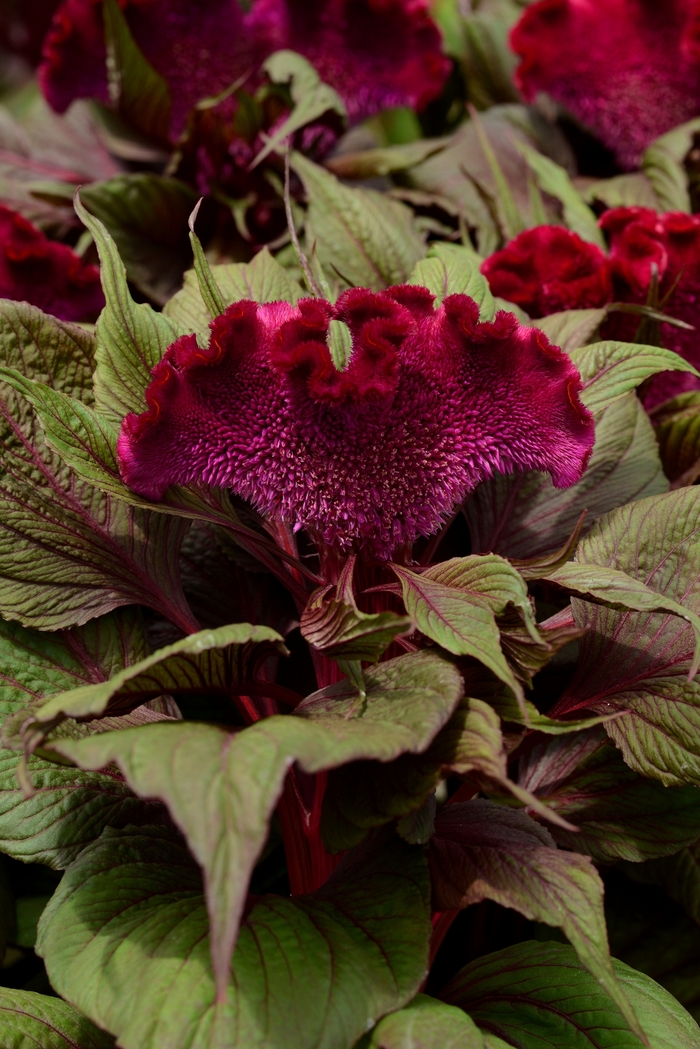 Dracula - Celosia cristata from Bloomfield Garden Center