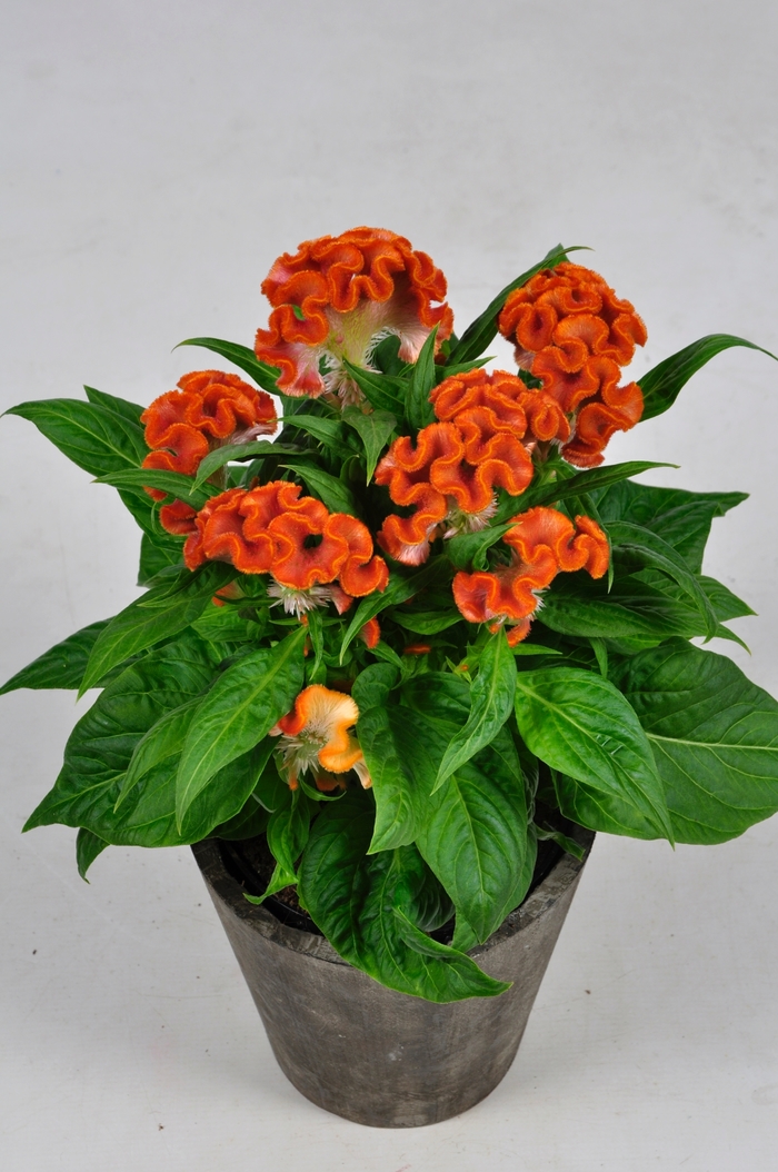 Twisted™ Orange Dark - Celosia cristata from Bloomfield Garden Center