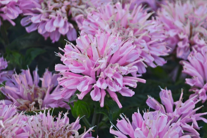 Sugar Buzz Pink Frosting - Monarda - Bee Balm from Bloomfield Garden Center Sugar Buzz Pink Frosting - Monarda - Bee Balm from Bloomfield Garden Center