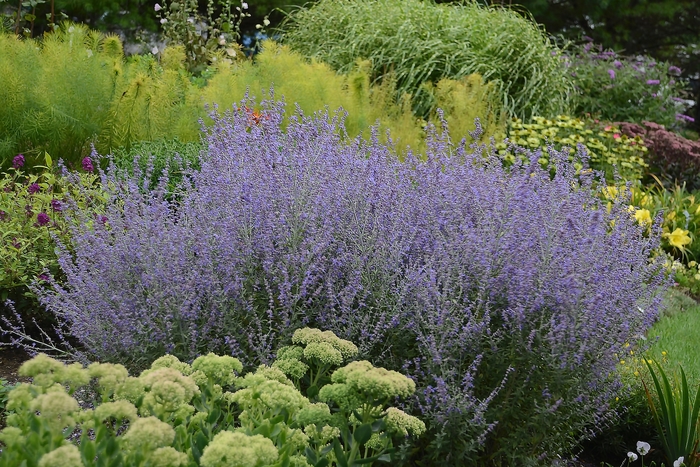 Russian Sage - Perovskia from Bloomfield Garden Center