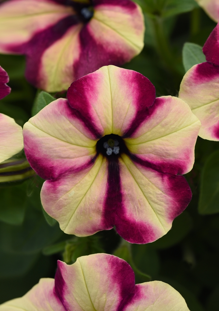 Headliner™ Banana Cherry Swirl - Petunia - Premium from Bloomfield Garden Center