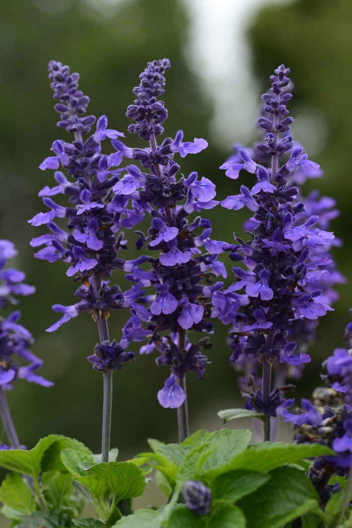 Mysty - Salvia longispicata X farinacea from Bloomfield Garden Center Mysty - Salvia longispicata X farinacea from Bloomfield Garden Center