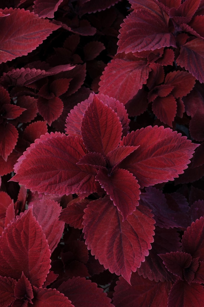 Volcania Redhead - Coleus from Bloomfield Garden Center