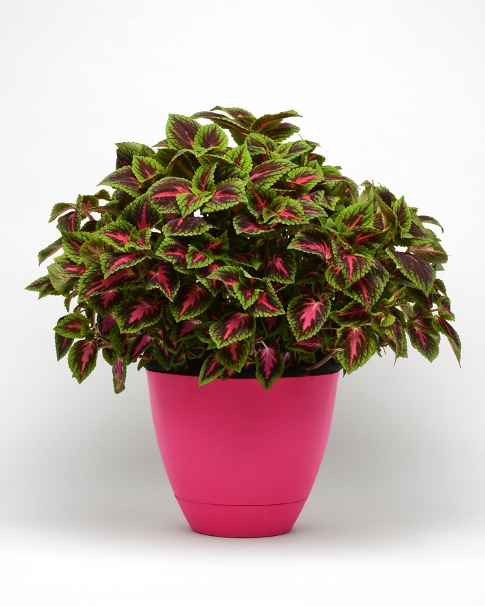 Volcania French Quarter - Coleus from Bloomfield Garden Center Volcania French Quarter - Coleus from Bloomfield Garden Center