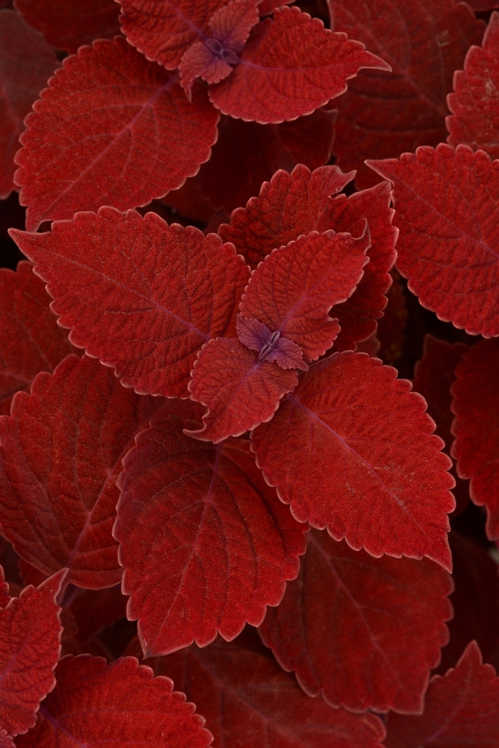 Ignite Ruby Slipper - Coleus from Bloomfield Garden Center