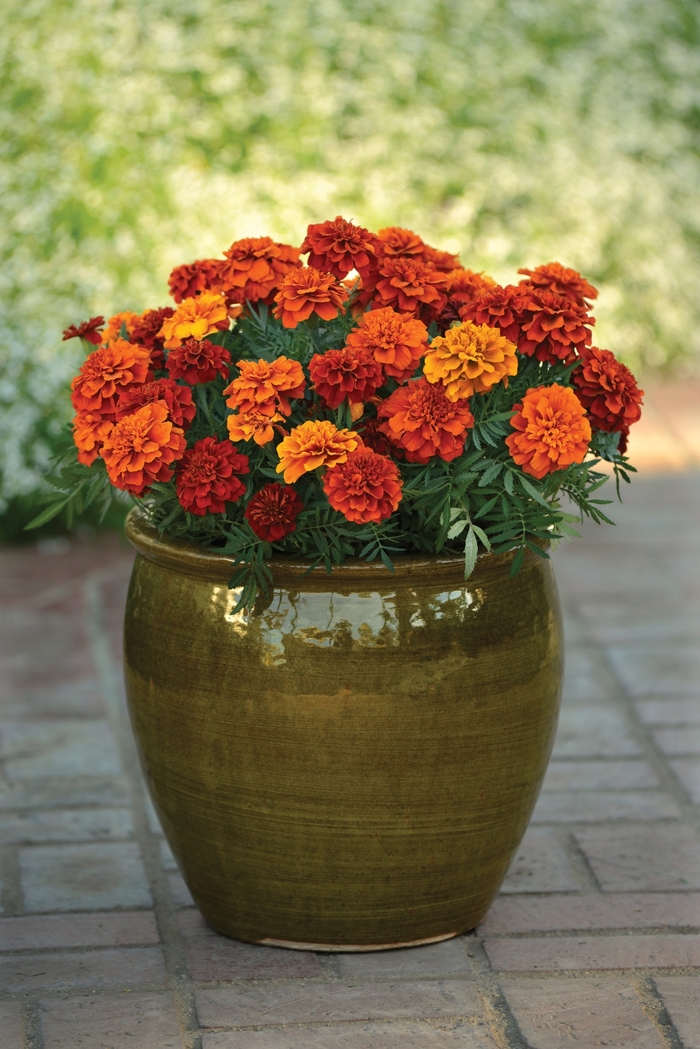 Fireball - Marigold - French from Bloomfield Garden Center