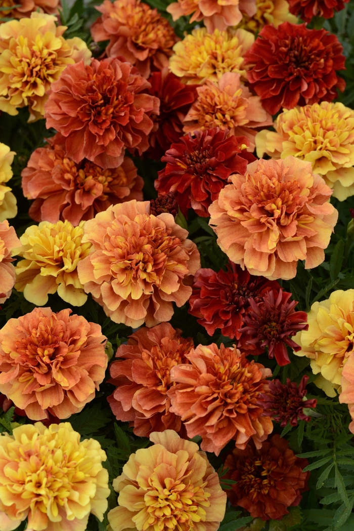 Strawberry Blonde - Marigold - French Dwarf Crested from Bloomfield Garden Center