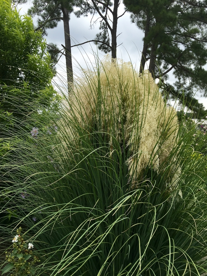 Dwarf Pampas Grass - Cortaderia selloana from Bloomfield Garden Center