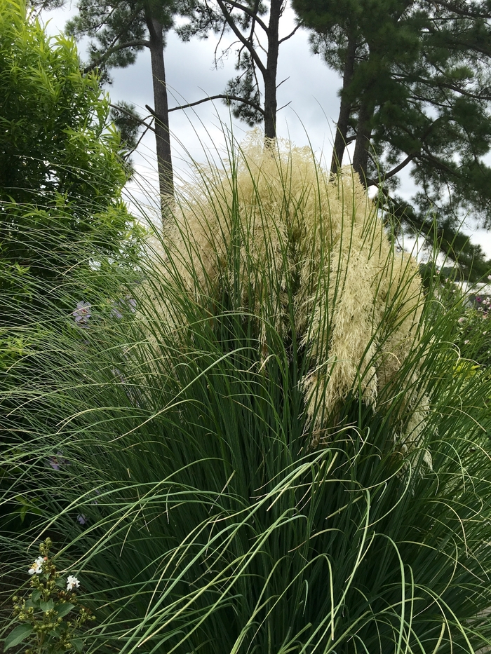 Dwarf Pampas Grass - Cortaderia selloana from Bloomfield Garden Center Dwarf Pampas Grass - Cortaderia selloana from Bloomfield Garden Center