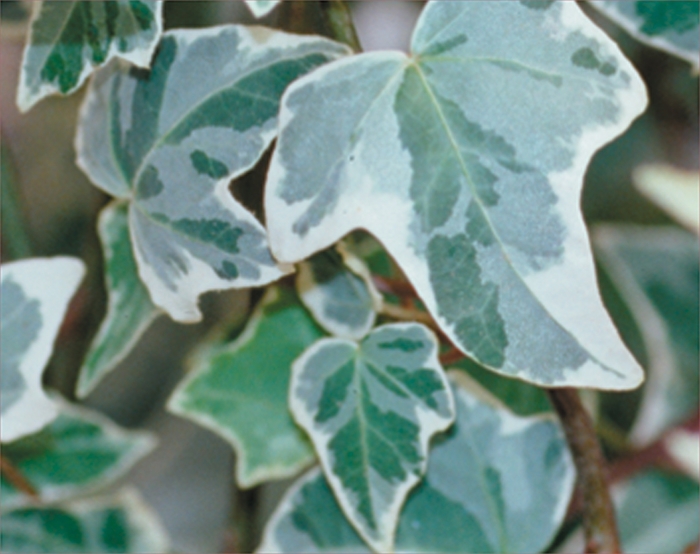 'Glacier' Ivy - Hendera helix from Bloomfield Garden Center 'Glacier' Ivy - Hendera helix from Bloomfield Garden Center