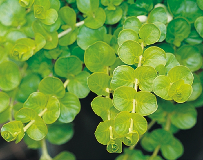 Goldilocks - Lysimachia - Yellow Creeping Jenny from Bloomfield Garden Center