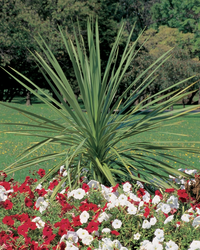 Spikes - Dracaena indivisa from Bloomfield Garden Center Spikes - Dracaena indivisa from Bloomfield Garden Center