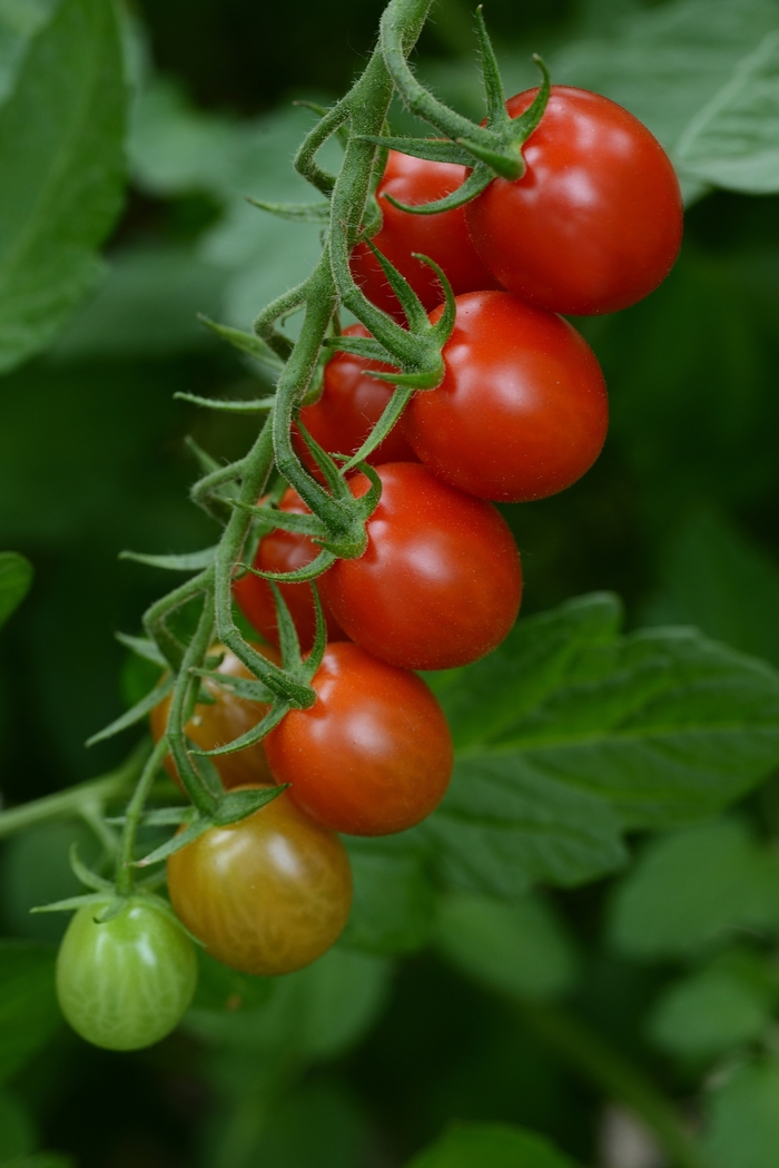 Sugar Rush - Tomato - Cherry from Bloomfield Garden Center