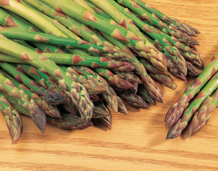 Mary Washington - Asparagus from Bloomfield Garden Center Mary Washington - Asparagus from Bloomfield Garden Center