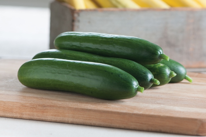 Diva - Cucumber - Slicing from Bloomfield Garden Center