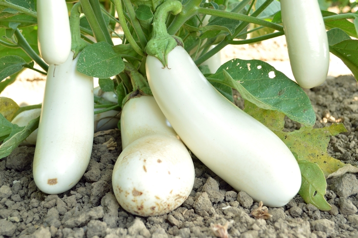 Snowy - Eggplant from Bloomfield Garden Center