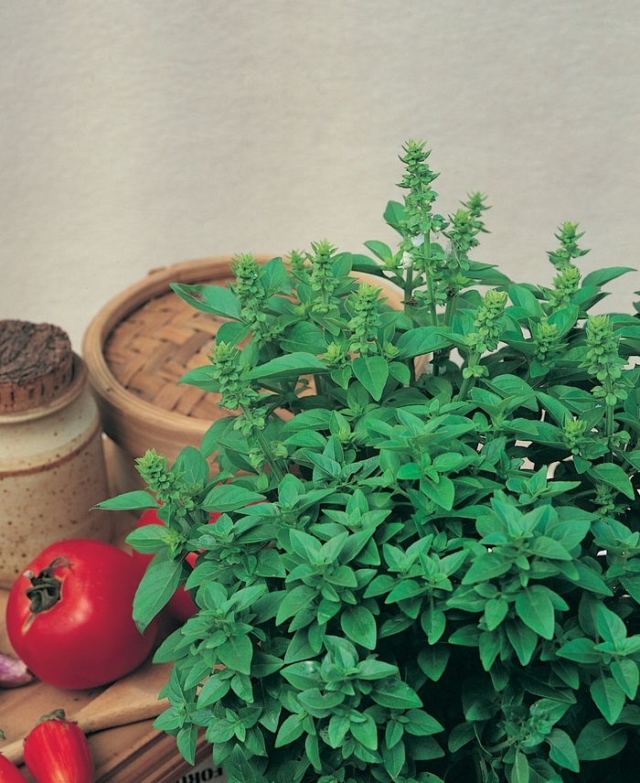 Spicy Globe - Basil from Bloomfield Garden Center