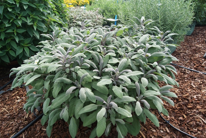 Garden Sage - Sage from Bloomfield Garden Center