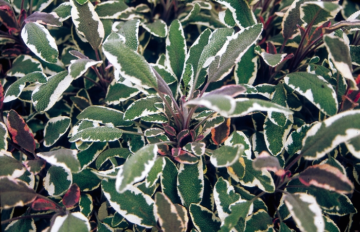 Tricolor Sage - Sage - Salvia officinalis from Bloomfield Garden Center Tricolor Sage - Sage - Salvia officinalis from Bloomfield Garden Center