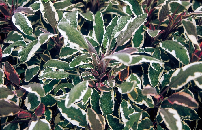 Tricolor Sage - Sage - Salvia officinalis from Bloomfield Garden Center