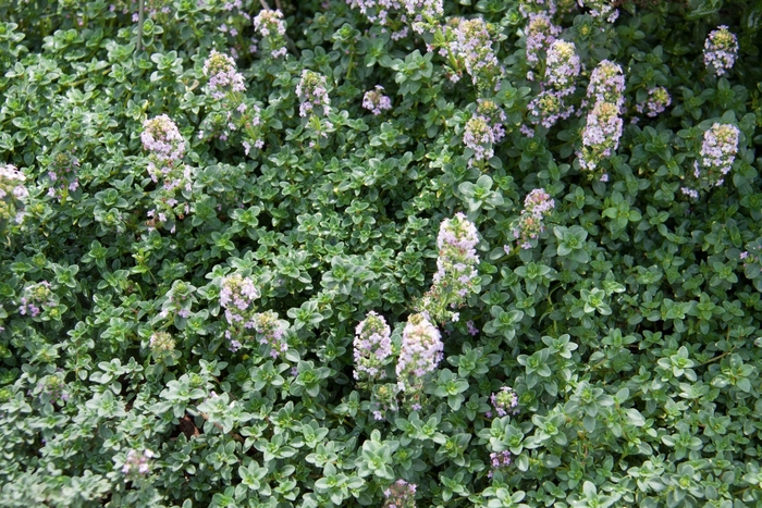 Lemon - Thyme from Bloomfield Garden Center