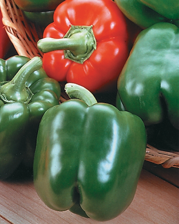 Majestic Red - Pepper - Bell Sweet from Bloomfield Garden Center