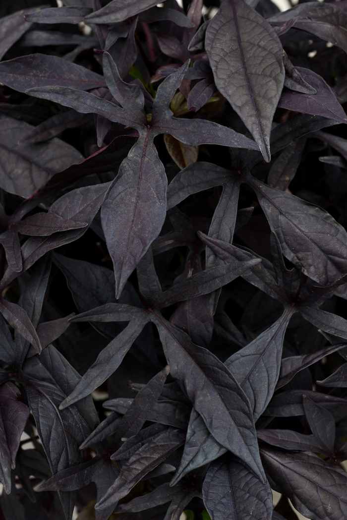 SolarPower™ Black Improved - Ipomoea - Sweet Potato Vine from Bloomfield Garden Center SolarPower™ Black Improved - Ipomoea - Sweet Potato Vine from Bloomfield Garden Center