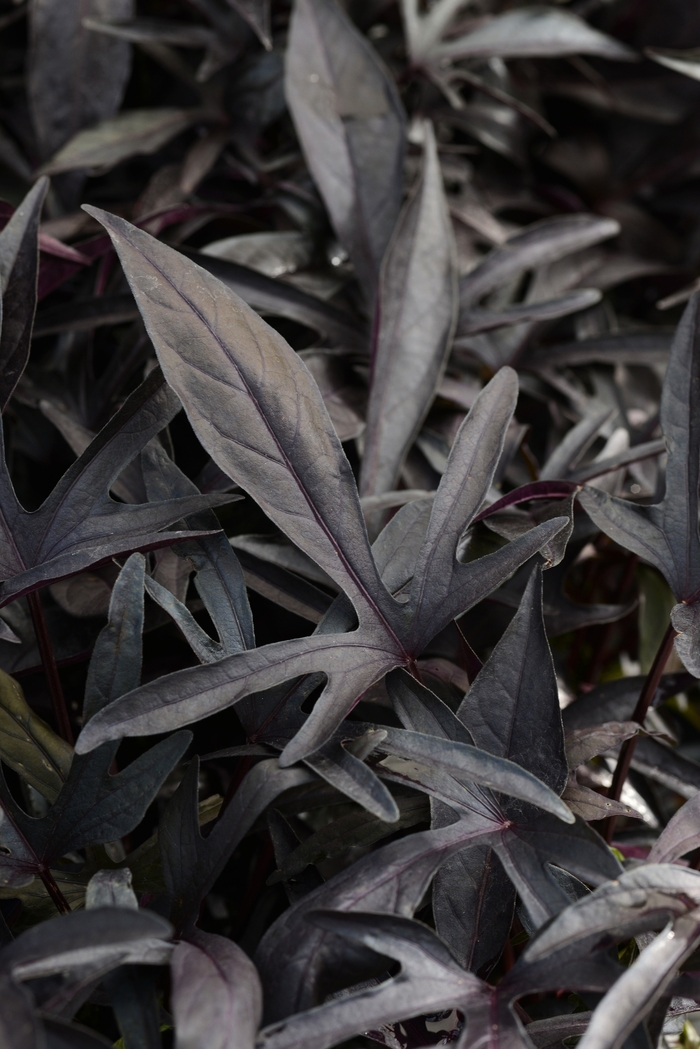 Spotlight Black - Ipomoea - Sweet Potato Vine from Bloomfield Garden Center