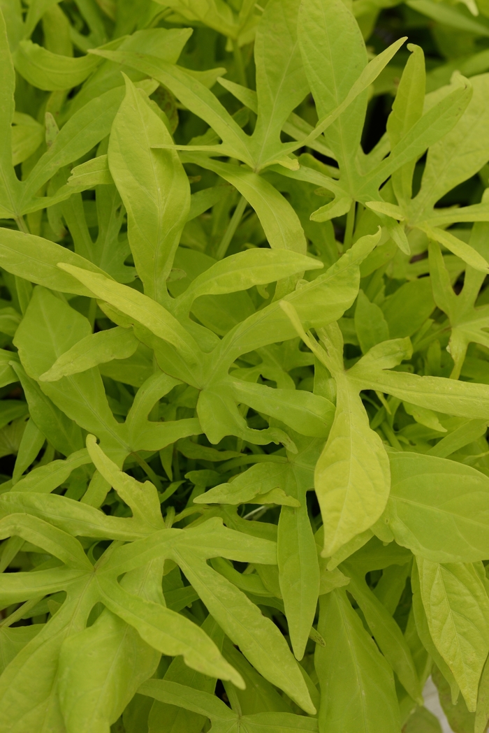 Spotlight™ Lime Sweet Potato Vine - Ipomoea batatas from Bloomfield Garden Center Spotlight™ Lime Sweet Potato Vine - Ipomoea batatas from Bloomfield Garden Center