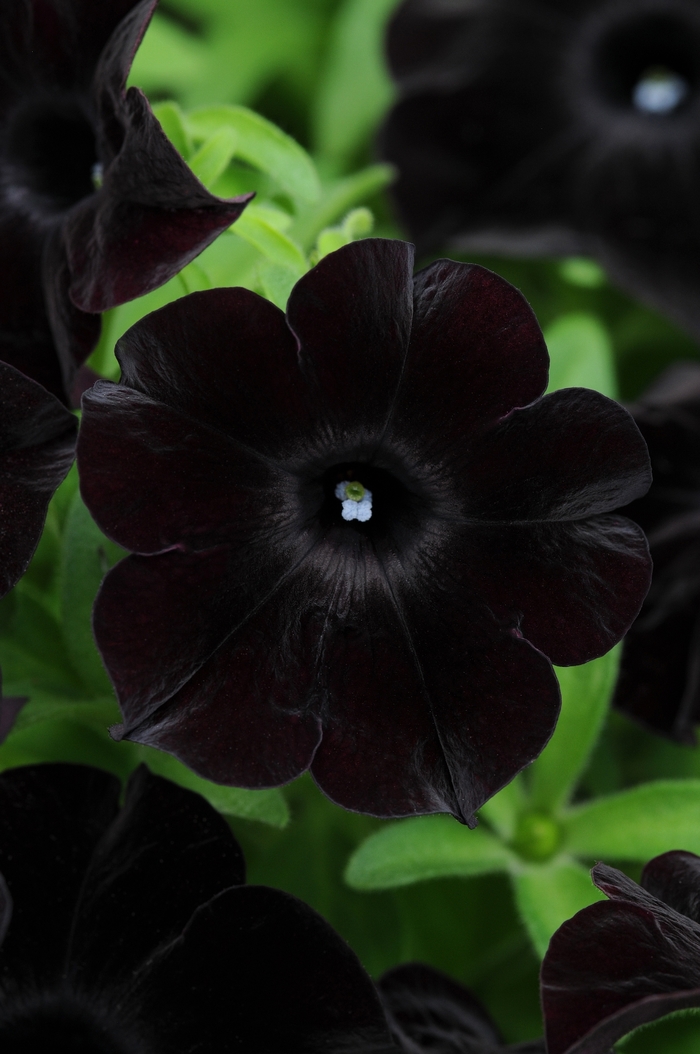 Black Magic - Petunia - Premium from Bloomfield Garden Center Black Magic - Petunia - Premium from Bloomfield Garden Center