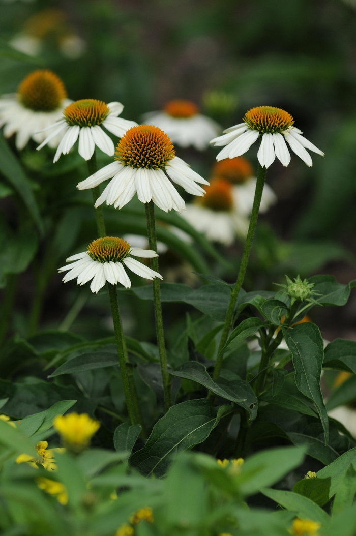 PowWow White - Echinacea from Bloomfield Garden Center