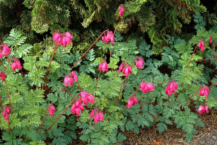 Old Fashioned - Dicentra - Bleeding Heart from Bloomfield Garden Center Old Fashioned - Dicentra - Bleeding Heart from Bloomfield Garden Center