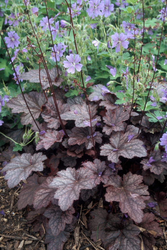 Plum Pudding - Heuchera - Coral Bells from Bloomfield Garden Center Plum Pudding - Heuchera - Coral Bells from Bloomfield Garden Center