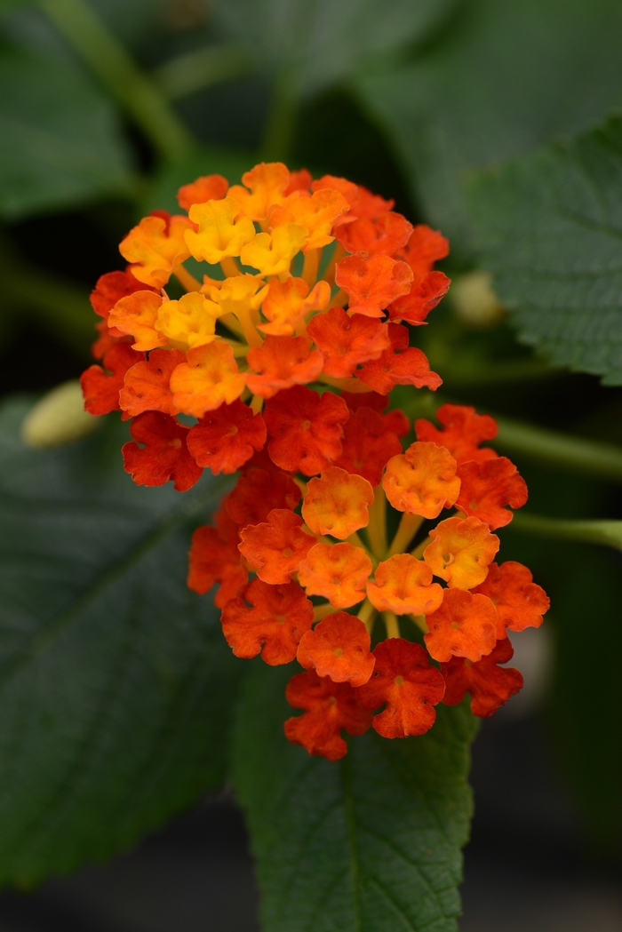 Landmark™ Red - Lantana from Bloomfield Garden Center