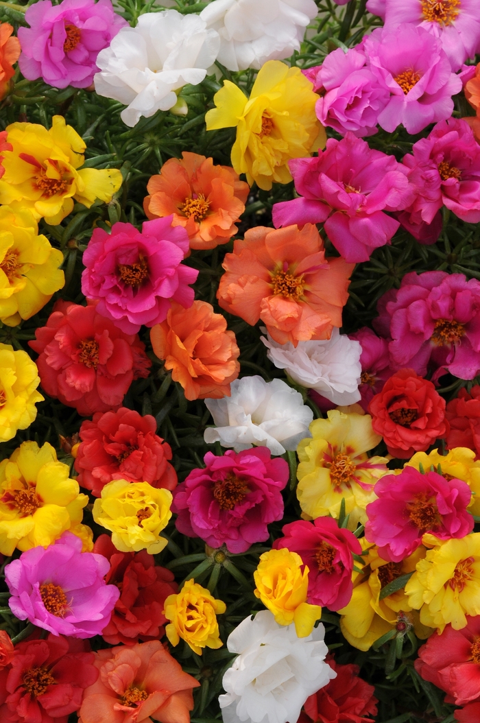 Happy Hour Mix - Portulaca - Moss Rose from Bloomfield Garden Center