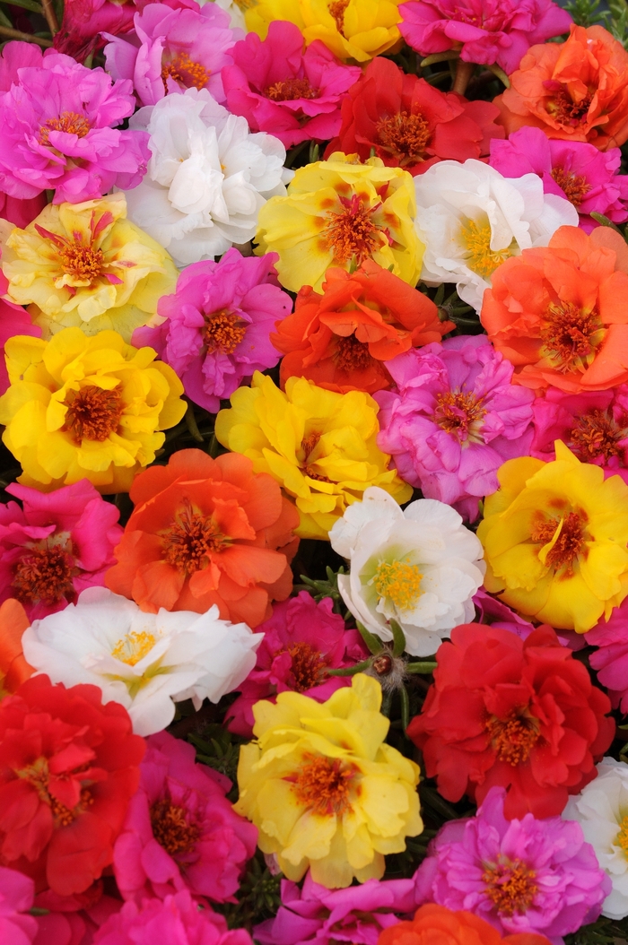 Happy Trails Mix - Portulaca - Moss Rose from Bloomfield Garden Center