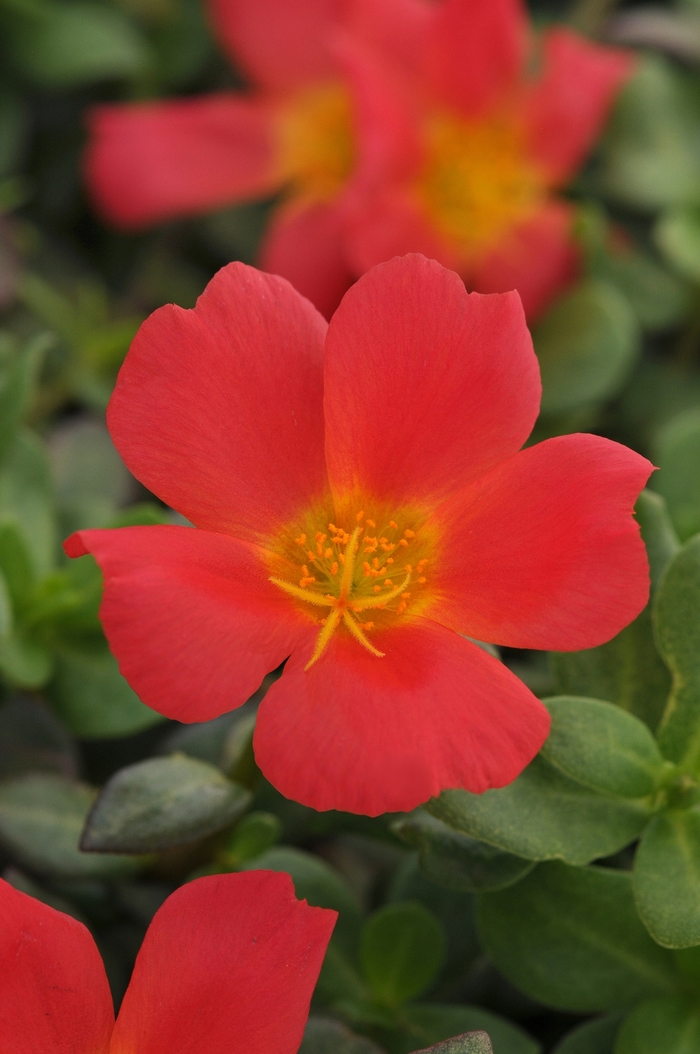 Rio Grande™ Scarlet - Portulaca - Moss Rose from Bloomfield Garden Center