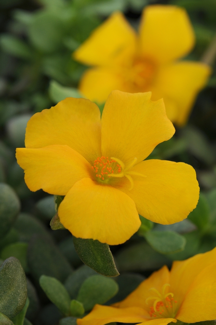 Rio Grande™ Yellow - Portulaca - Moss Rose from Bloomfield Garden Center