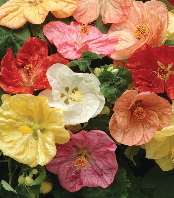 Bella 'Select Mix' - Abutilon (Flowering Maple) from Bloomfield Garden Center Bella 'Select Mix' - Abutilon (Flowering Maple) from Bloomfield Garden Center