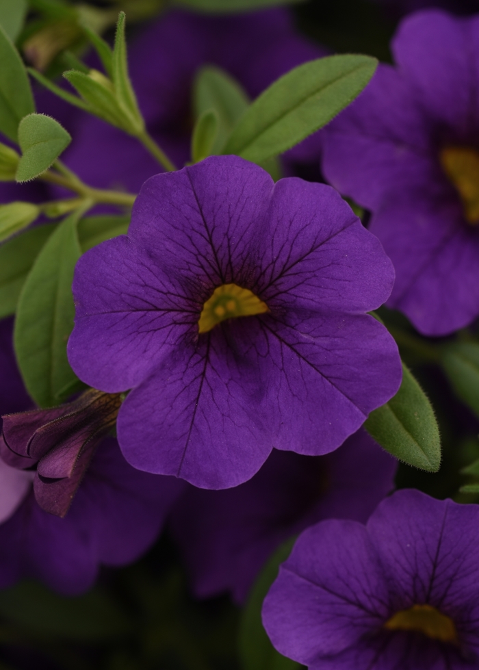 CabaretBlue Midnight - Calibrachoa x hybrida from Bloomfield Garden Center CabaretBlue Midnight - Calibrachoa x hybrida from Bloomfield Garden Center