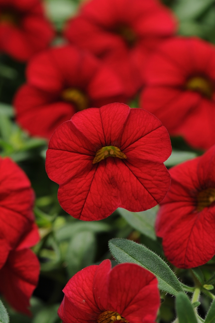 Cabaret® Bright Red - Calibrachoa from Bloomfield Garden Center Cabaret® Bright Red - Calibrachoa from Bloomfield Garden Center