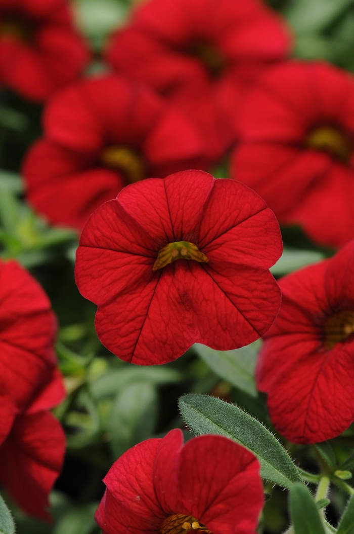 Cabaret® Bright Red - Calibrachoa from Bloomfield Garden Center