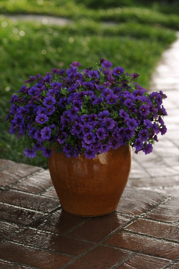 Cabaret™ Deep Blue - Calibrachoa x hybrida from Bloomfield Garden Center