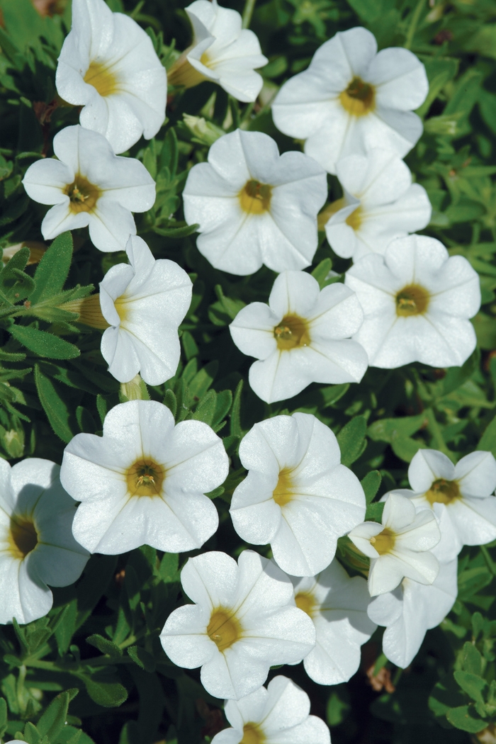 Cabaret Bright White - Calibrachoa from Bloomfield Garden Center